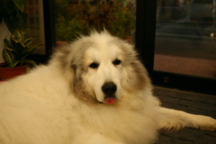 お店番してるココさん