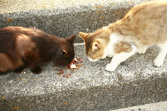 おまんまおいしいニャー