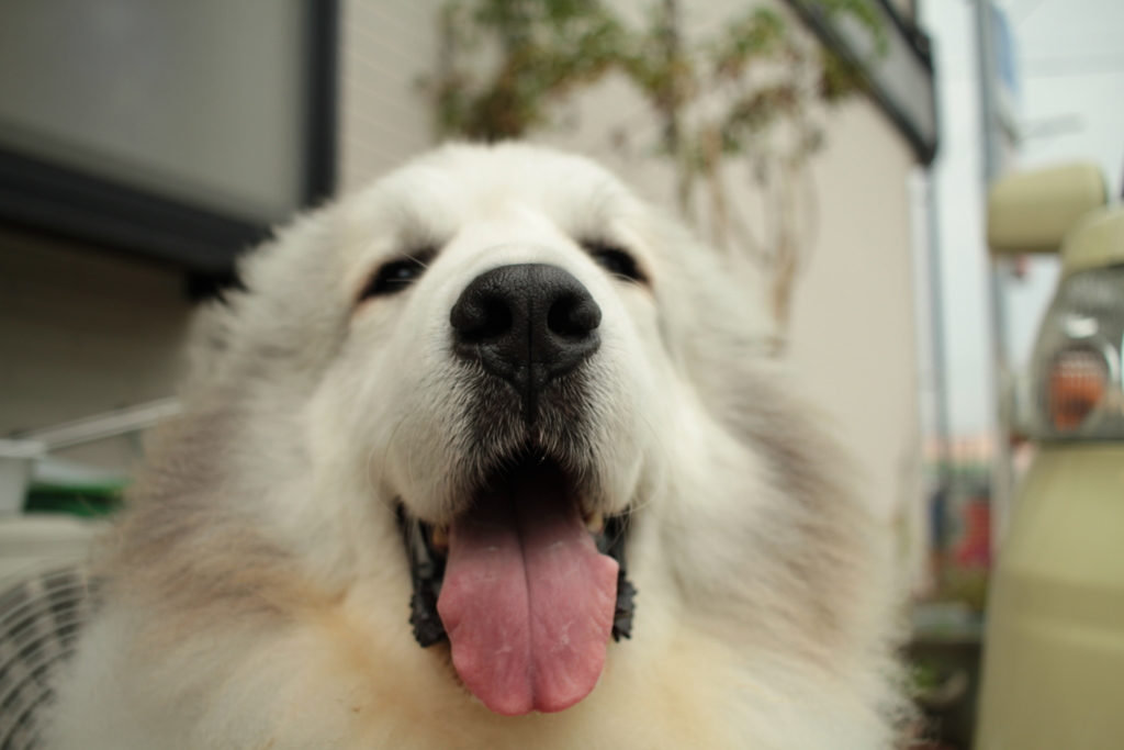でっかい番犬