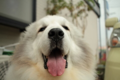 でっかい番犬