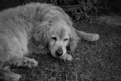 お宿番してるみゅうちゃん