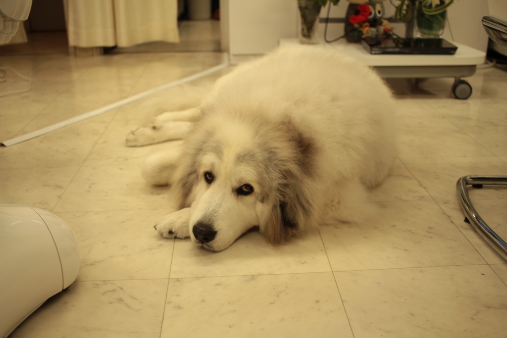 ココさん＠2017-11-29