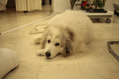 ココさん＠2017-11-29