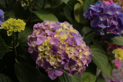 ココさん所のアジサイ