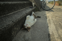 ちくわみたいなトム君