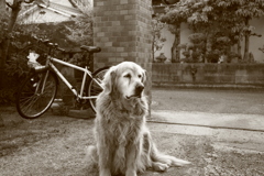 お宿番してるみゅうちゃん