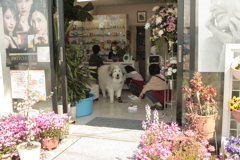 朝もお店番してるココちゃま