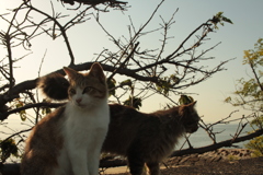 トム君とモフモフちゃん