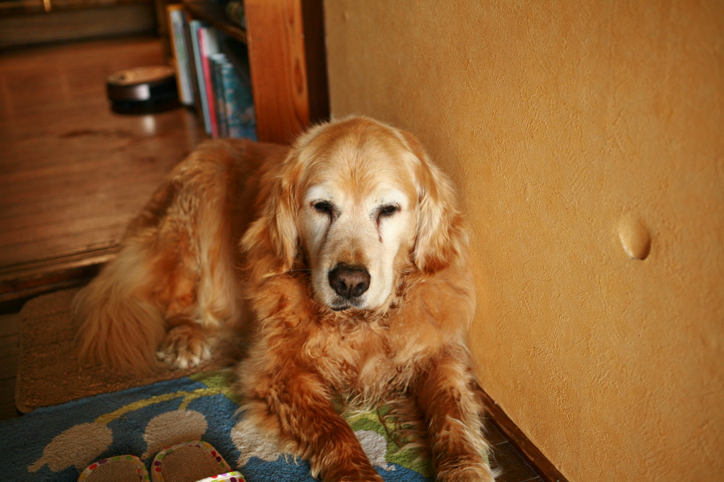 お宿番してるみゅうちゃん
