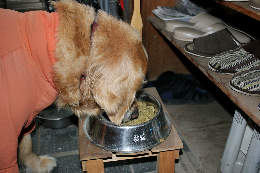 高級ドッグフードニュートロをがっつくみゅうちゃん