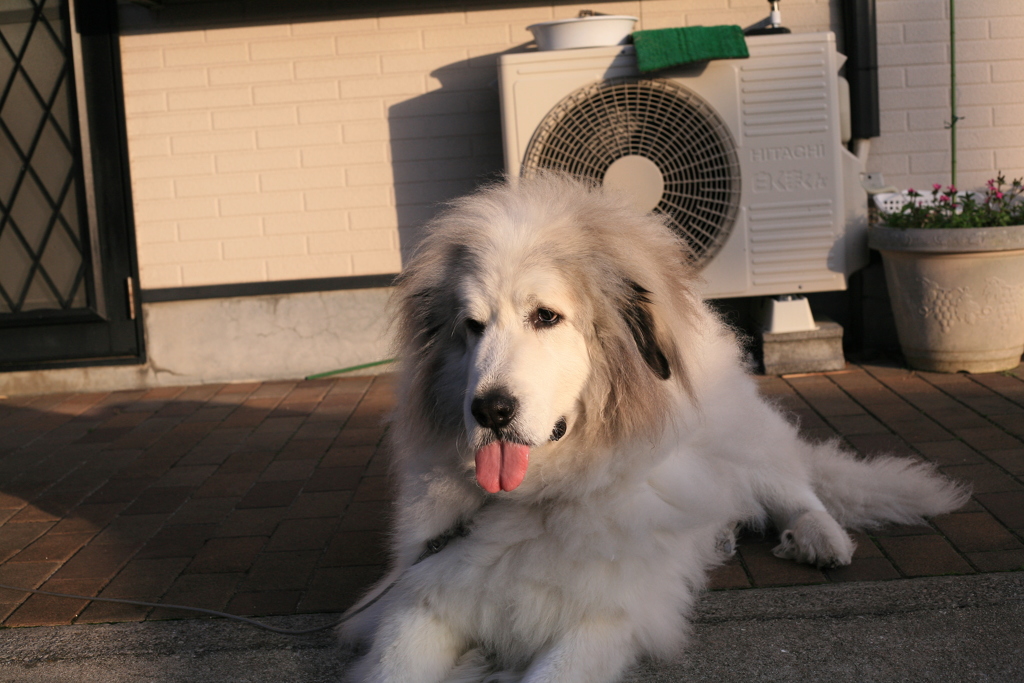 ココさん＠2019-02-08