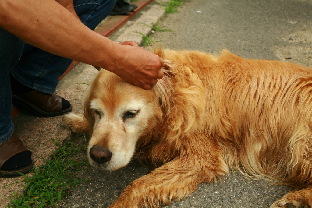 耳掃除してもらうみゅうちゃん