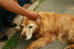 耳掃除してもらうみゅうちゃん