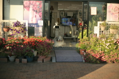 けなげにお店番してるココ様