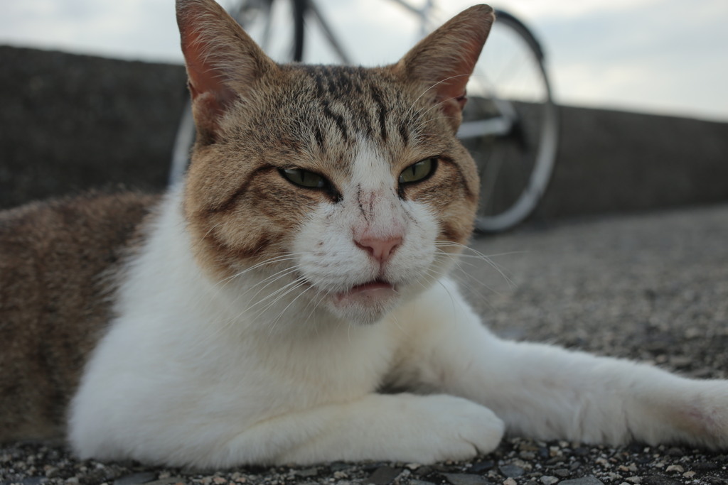 トム君は今日も元気
