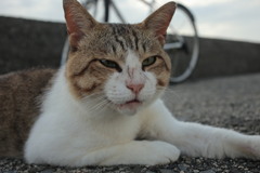 トム君は今日も元気