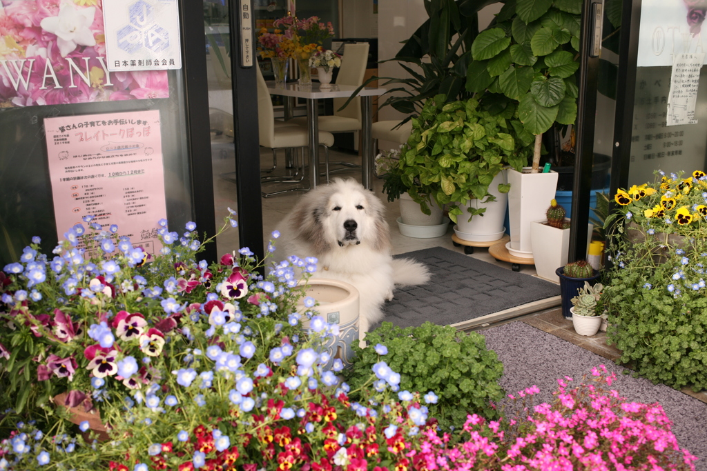 お店番してるココさん