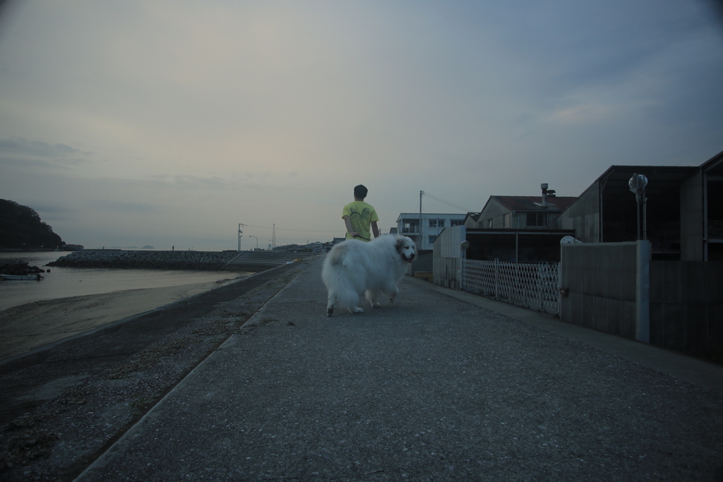 帰省中のお兄さんと散歩に行くココさん