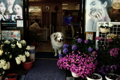 元気にお店番してるココさん