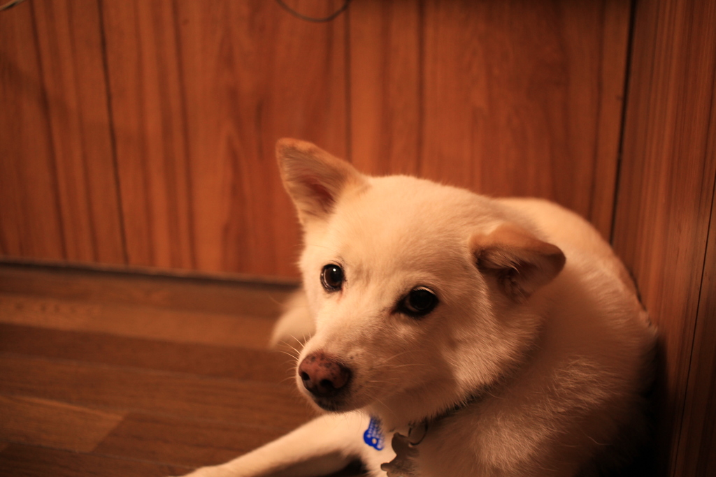 みゅうちゃんのところに泊まってるちーちゃん