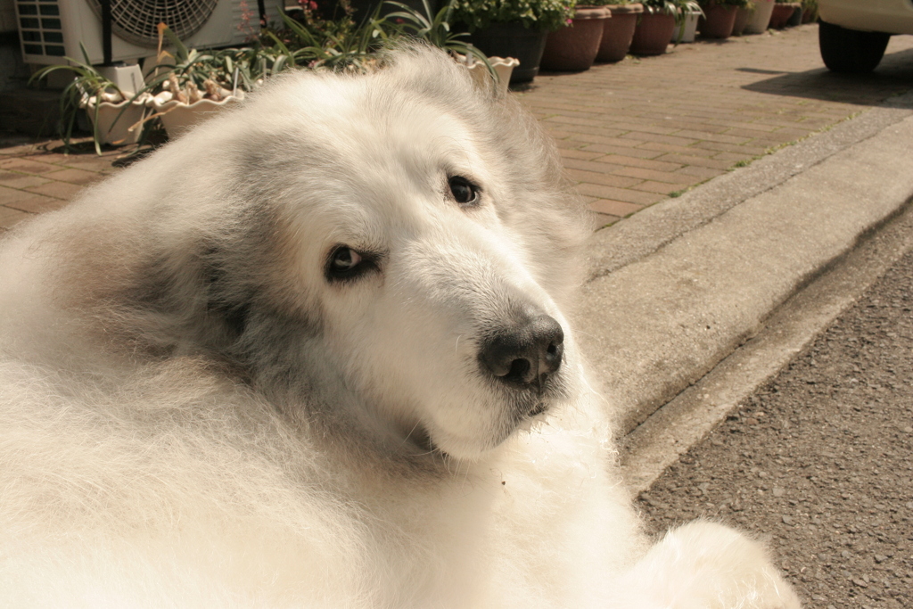 ココ様と濃厚接触