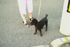 朝の涼しいうちに散歩してるメロンちゃん