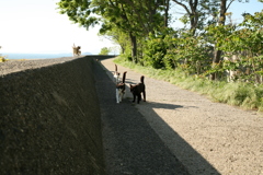 にゃんこたちがやってくる