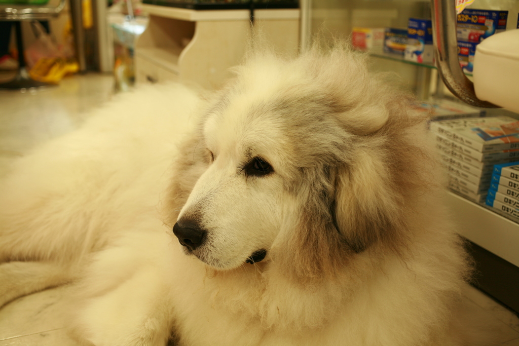 ココさんまだおっかなびっくりしてる