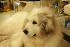 ココさんまだおっかなびっくりしてる