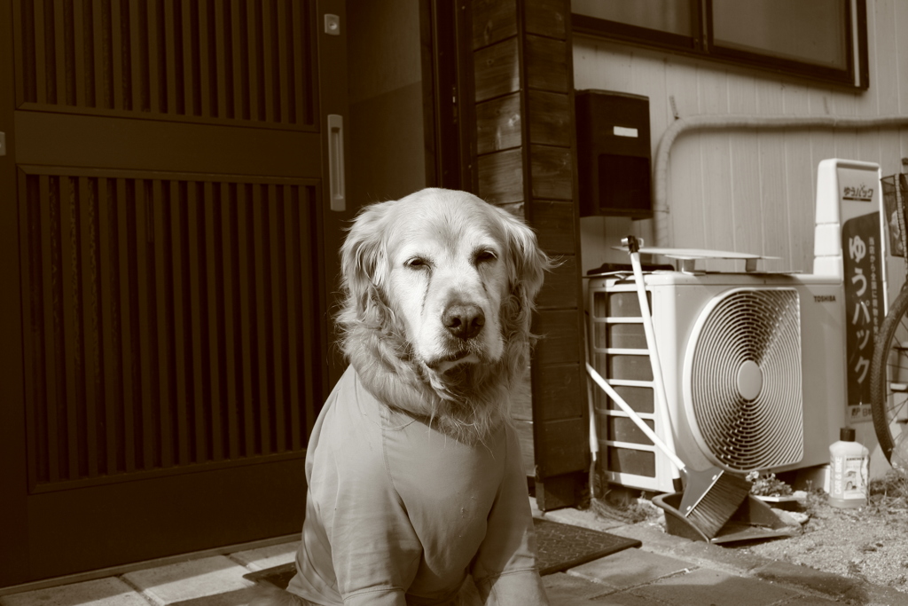 お宿番してるみゅうちゃん