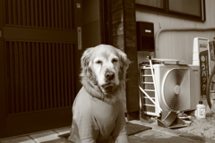 お宿番してるみゅうちゃん