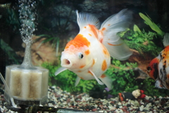 ココちゃんとこの金魚