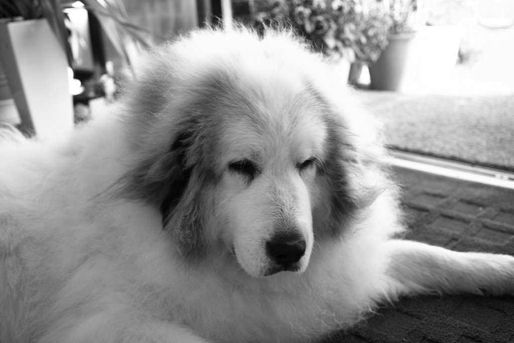 今日も一生懸命お店番してるココ様