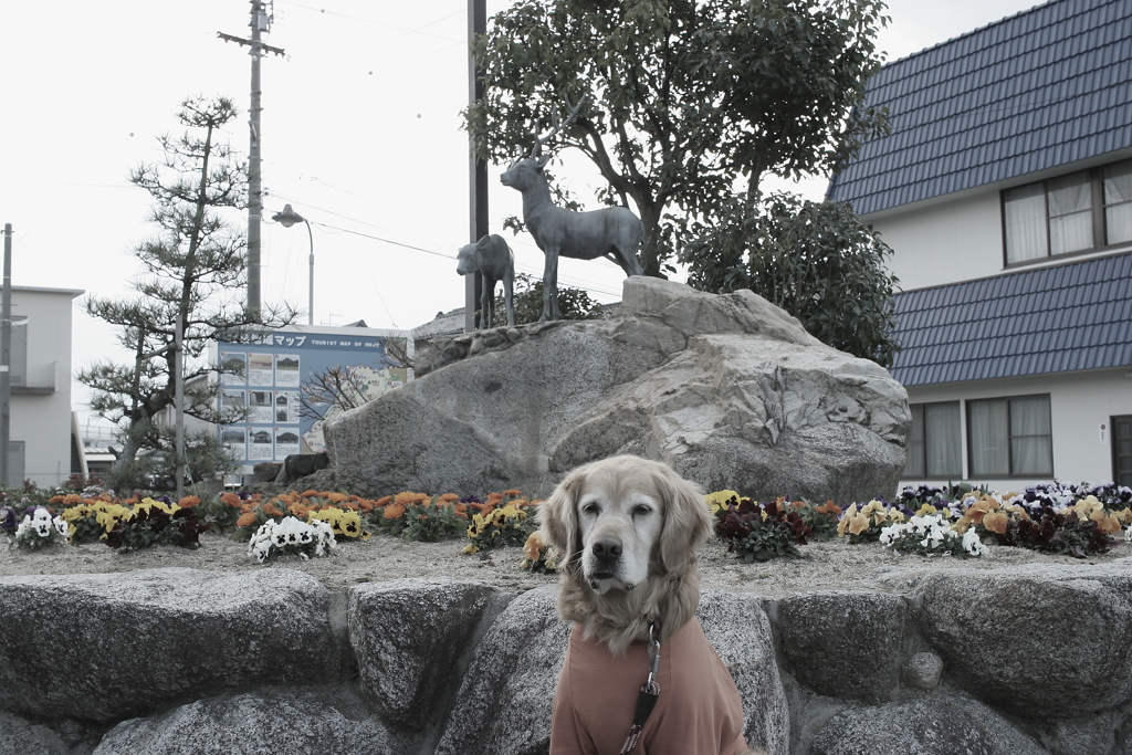 今日もみゅうちゃんと駅に散歩に行く
