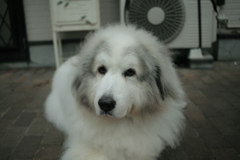 今日もポニョポニョしてるココさん