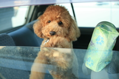 コマちゃんがコンビニに来てる