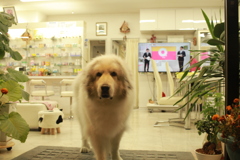 お店番してるココ様