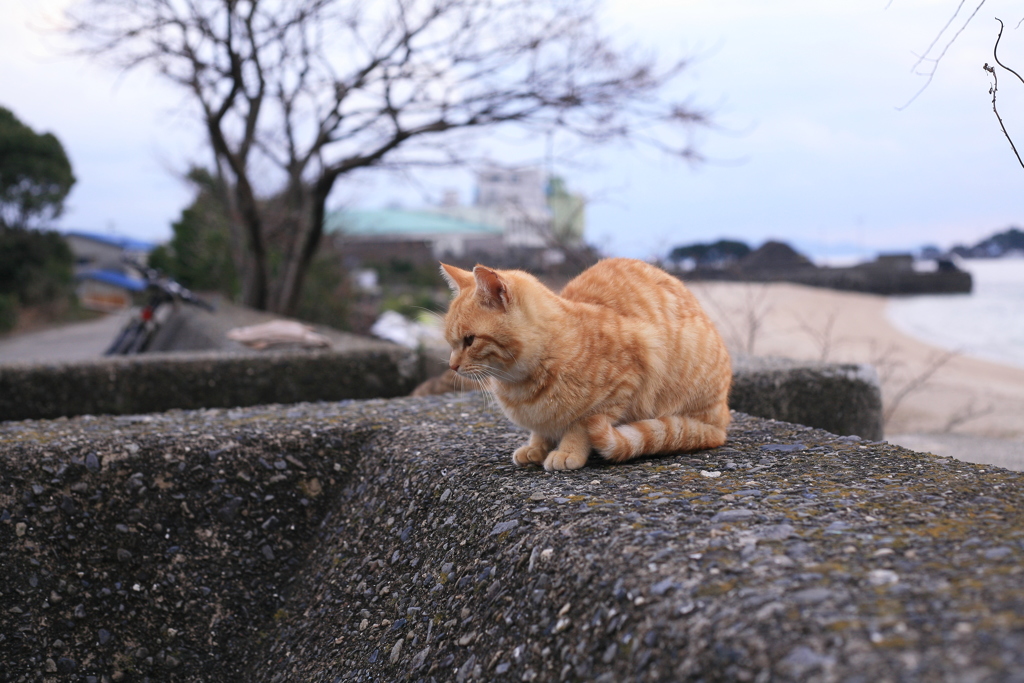 チビトラちゃん