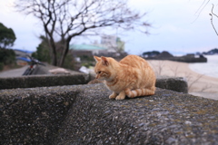 チビトラちゃん