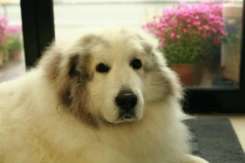 ココ様@2020‐03‐10