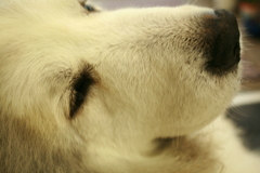 今日も真っ白のココさん