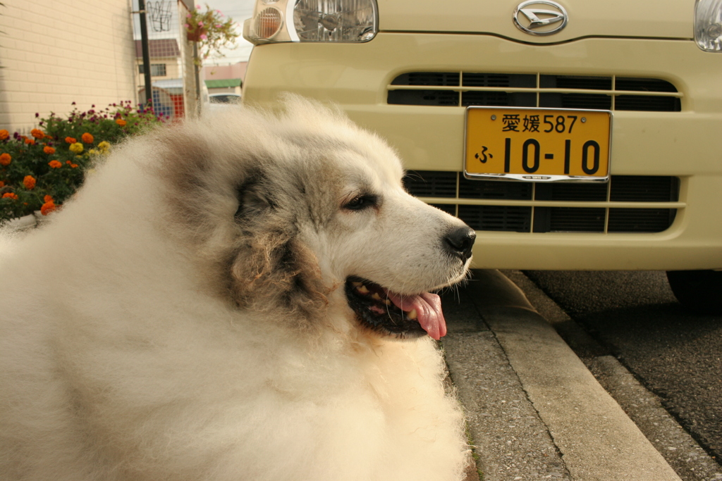 まったりしてるココさん