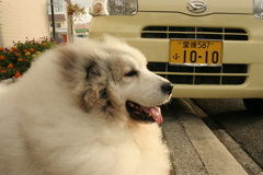 まったりしてるココさん