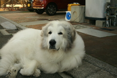 番犬してるココちゃま