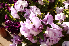 ココさん所の花