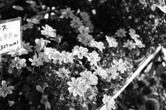 花は色、人は心　モノクロですけど!(^^)!