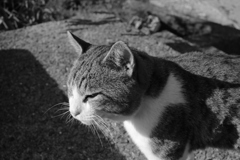 トム君