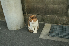 福助みたいなミケさん