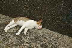 やる気のないトム君