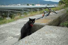 避妊手術の証拠に首輪つけられてるのです